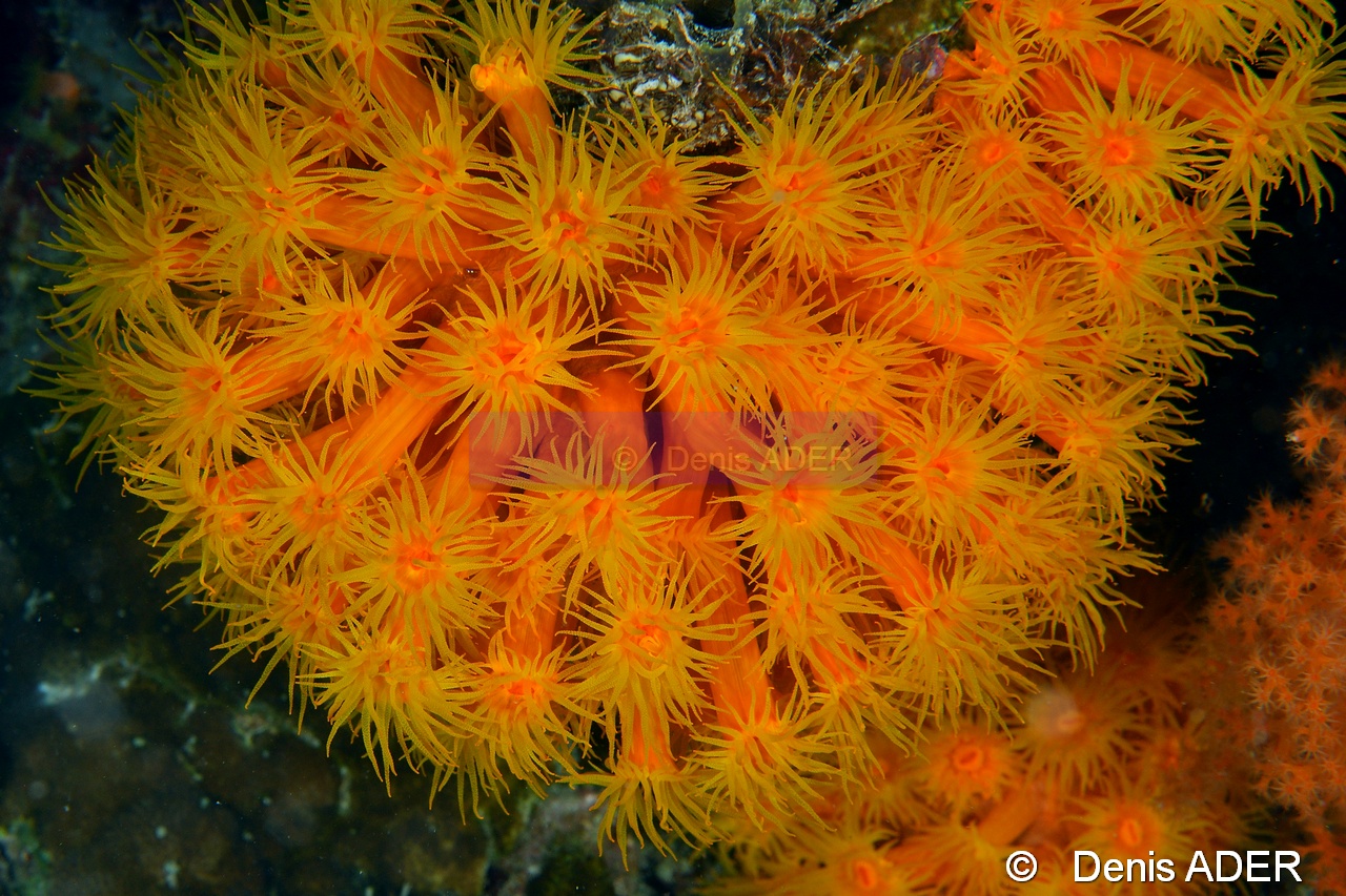 Dendrophyllia sp-Moga Island Jetty Hoga-3m-20180529nuit-Denis-ADER-DSC_2077_tn.jpg